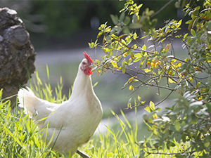 Bresse chicken foraging