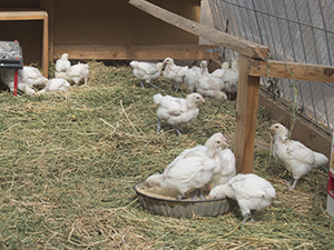 Happy chicks in the coop