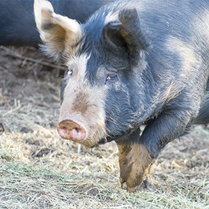 Heritage Breed Hatching Eggs | Berkshire Pigs | Themis Farms