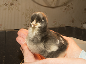 Mechelen chick