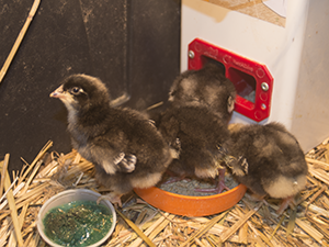 Mechelen chicks feeding