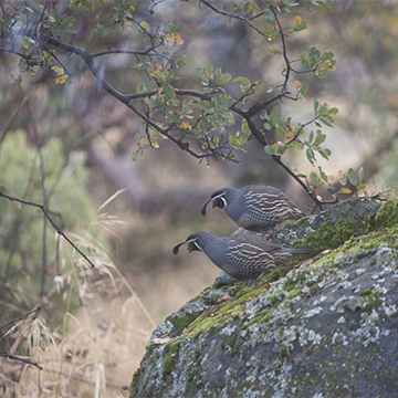 Pair of quail