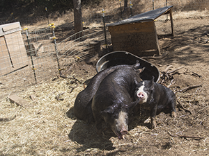 Berkshire pigs messing around