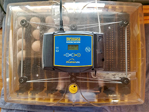 Eggs in Brinsea incubator