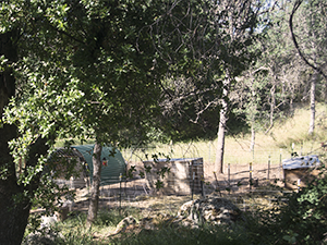 Chicken coop in pig pen