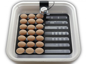 HovaBator Advanced Egg Incubator Combo Kit