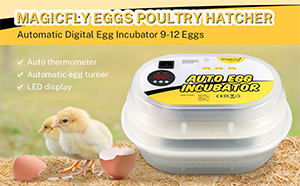 Magicfly Digital Mini Fully Automatic Egg Incubator 9-12 Eggs Poultry Hatcher